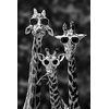 Girafes-d-art-amusantes-avec-des-affiches-de-lunettes-de-soleil-et-imprim-s-peintures-sur