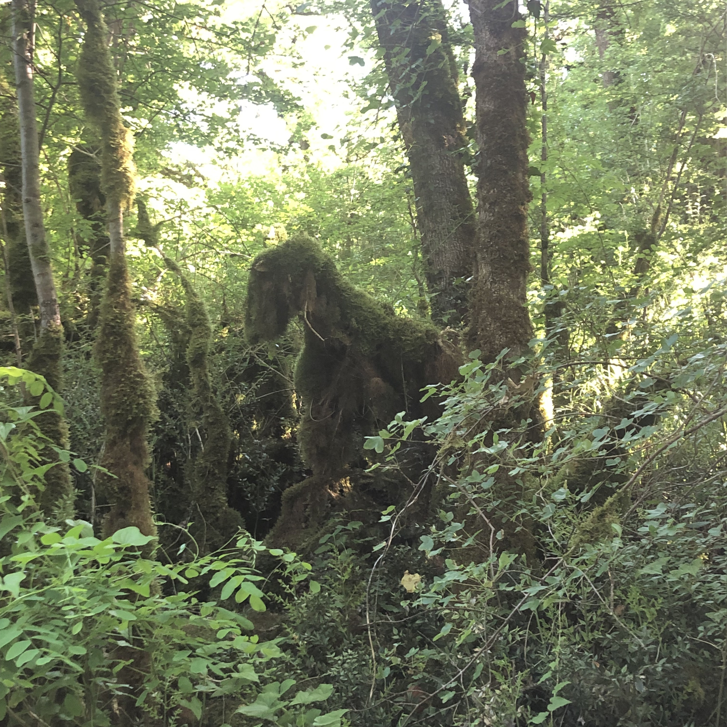 51726_Peuple des forets