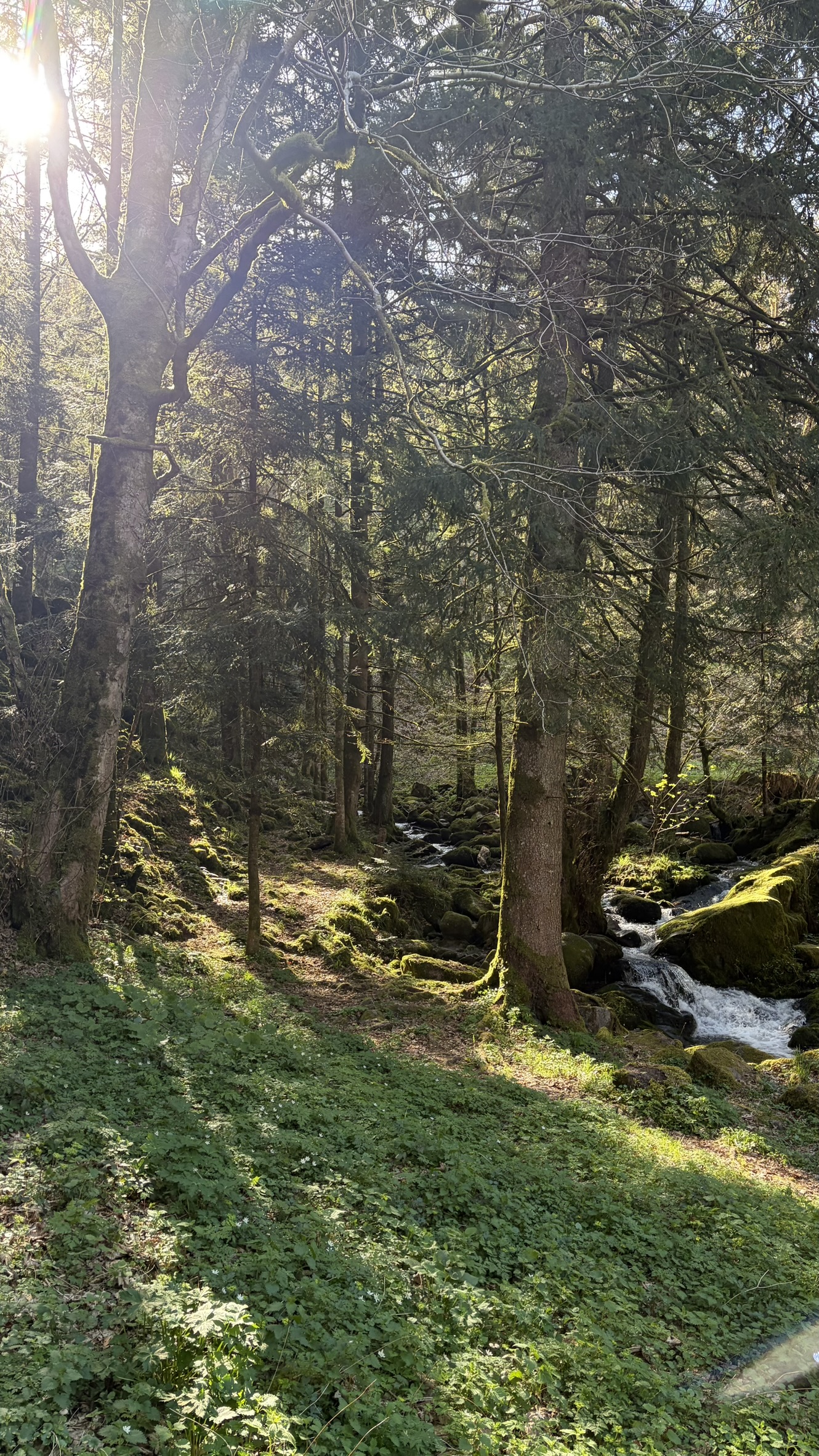 Foret Alsace
