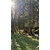 Foret Alsace