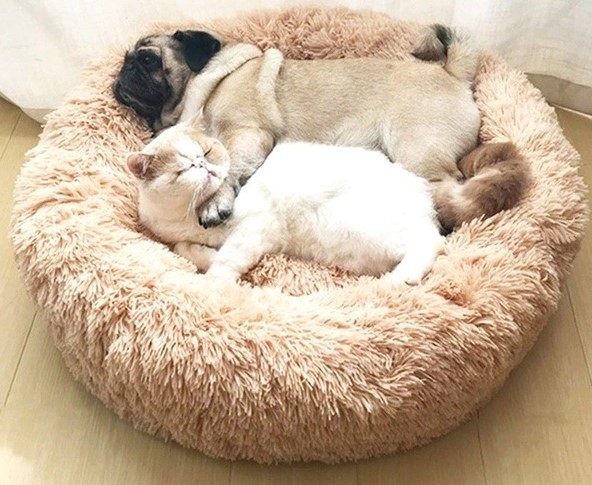 Lits pour Chiens et Chats
