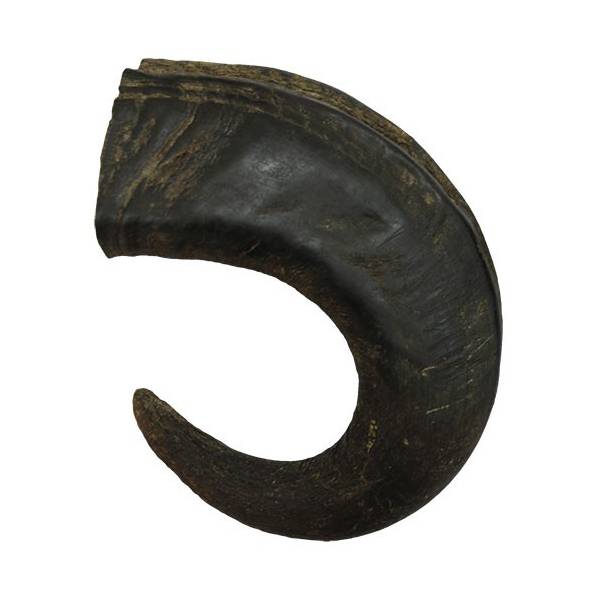 corne-de-buffle2