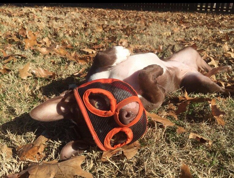 Museli-re-courte-r-glable-pour-chien-filet-respirant-bouledogue-fran-ais-masque-Anti-aboiement