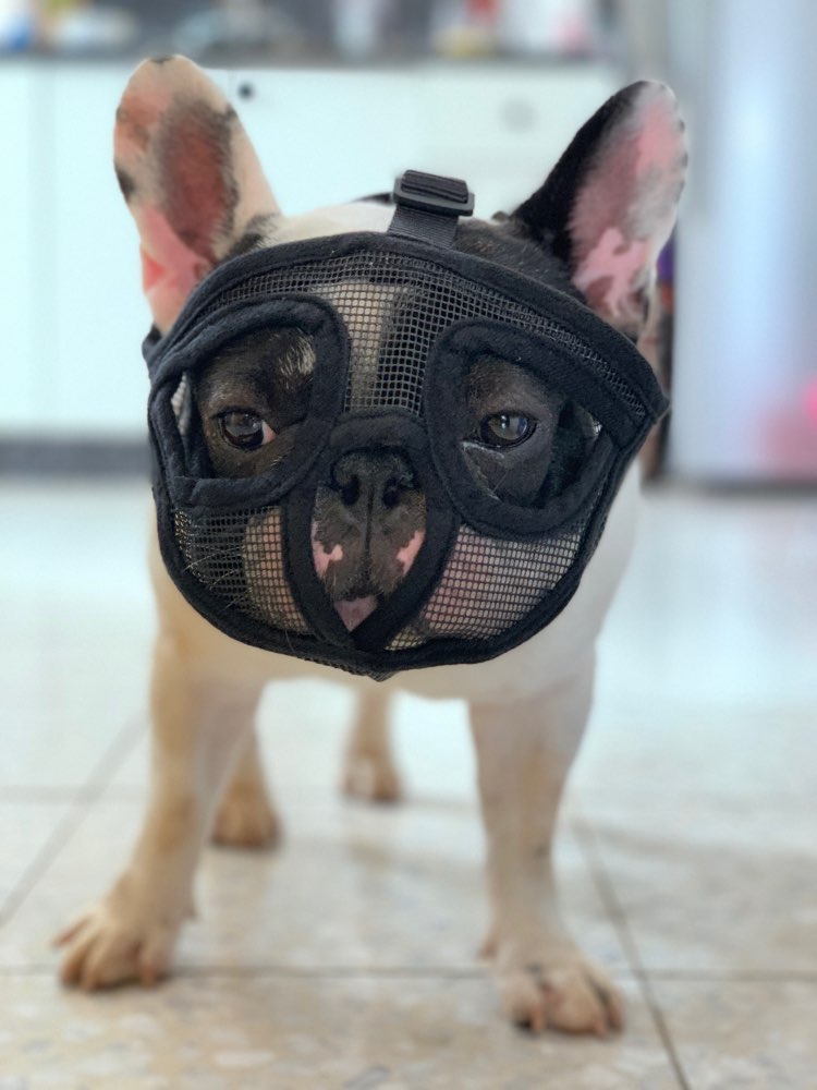 Museli-re-courte-r-glable-pour-chien-filet-respirant-bouledogue-fran-ais-masque-Anti-aboiement