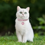 Rhinestone-Cute-Paw-Dog-Collar-Products-for-Dogs-20-25-33CM-Blue-Red-Pink-Adjustable-Collar
