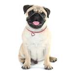 Heart-shaped-Dog-Collar-Rhinestone-Cat-Collar-Neck-Size-20CM-25CM-30CM-For-Small-Medium-Dogs