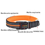 Collier didog