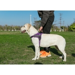 Harnais_Chien_TrueLove (4)