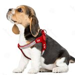 Harnais-en-cuir-su-d-pour-chiots-Strass-petits-chiens-harnais-chat-chien-en-cristal-scintillant