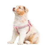 Harnais-en-cuir-su-d-pour-chiots-Strass-petits-chiens-harnais-chat-chien-en-cristal-scintillant