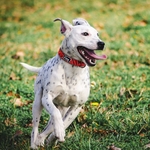 Adjustbale-Nylon-Dog-Collar-Leopard-Printed-Safety-Dog-Collar-For-Small-Medium-Large-Dogs-Pitbull-Labrador