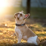 Adjustbale-Nylon-Dog-Collar-Leopard-Printed-Safety-Dog-Collar-For-Small-Medium-Large-Dogs-Pitbull-Labrador