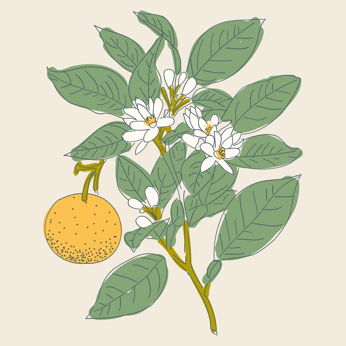 bel_oranger_bougie_vegetale_parfumee_borivage7