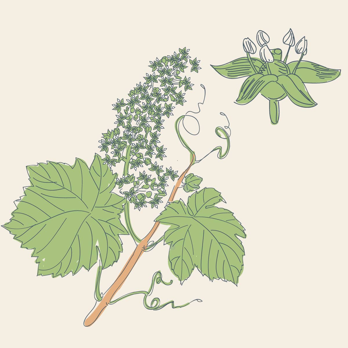 neige_de_vigne_bougie_vegetale_parfumee_borivage5