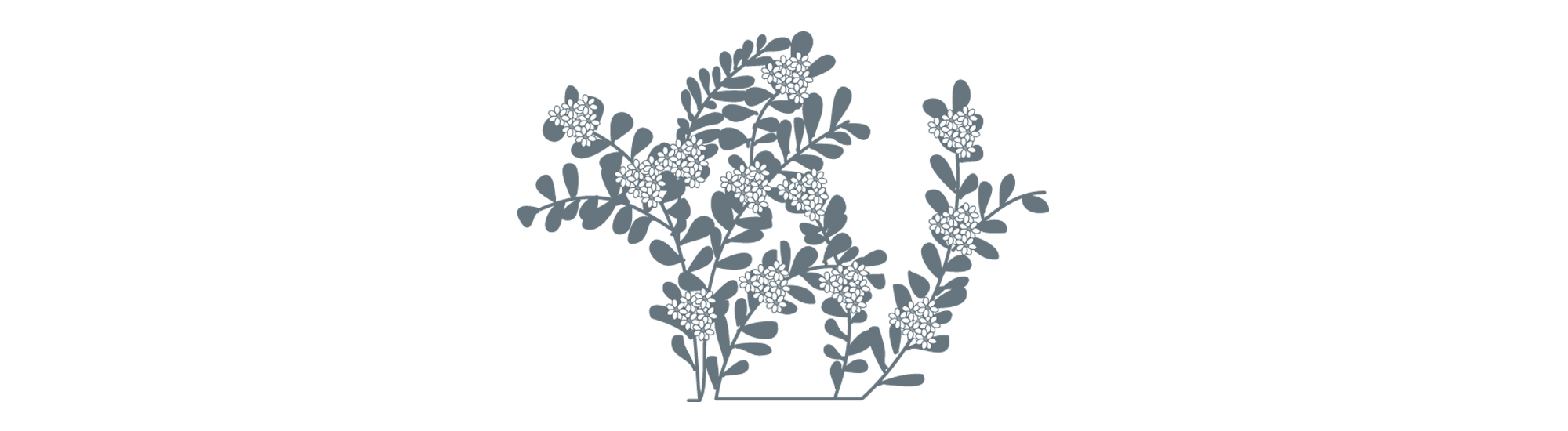 Pittosporum
