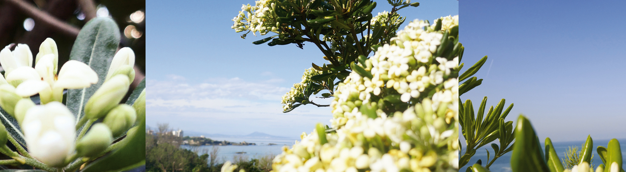 pittosporum bord de mer