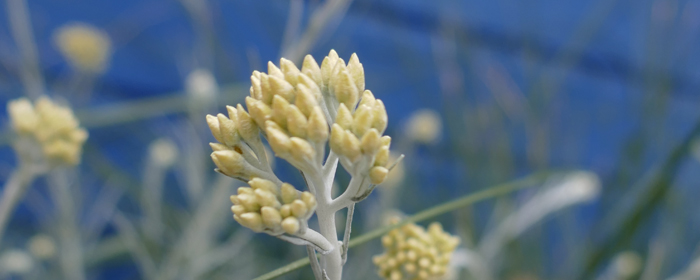 L'immortelle