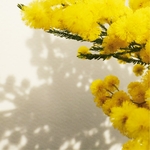 bougie_vegetale_parfumee_mimosa_song_borivage_1