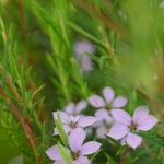 pieds_nus_dans_l_herbe_bougie_vegetale_parfumee_160g_borivage3