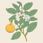 bel_oranger_bougie_vegetale_parfumee_borivage7