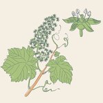neige_de_vigne_bougie_vegetale_parfumee_borivage5