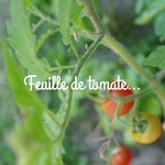 bougie_vegetale_parfumee_carre_vert_borivage6