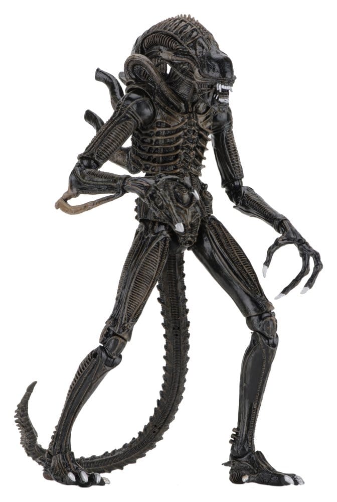 x_neca51683-01_b