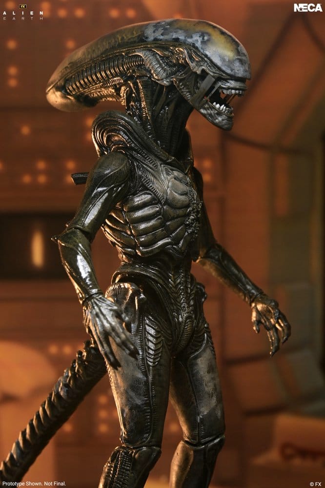 x_neca51766-01_b