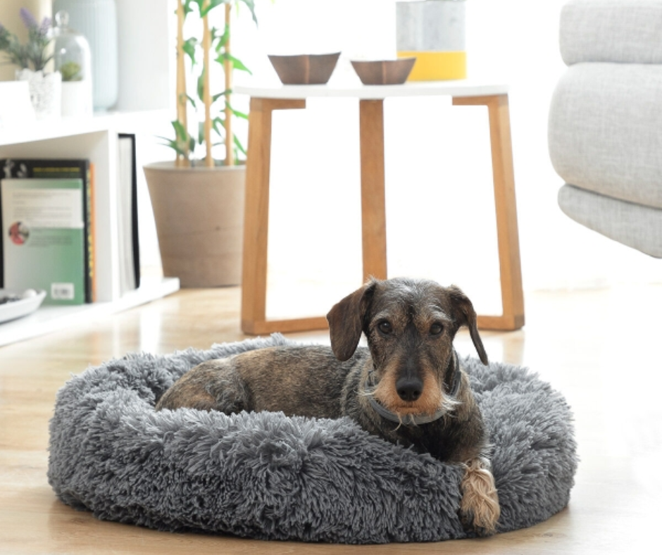 Lit pour animaux