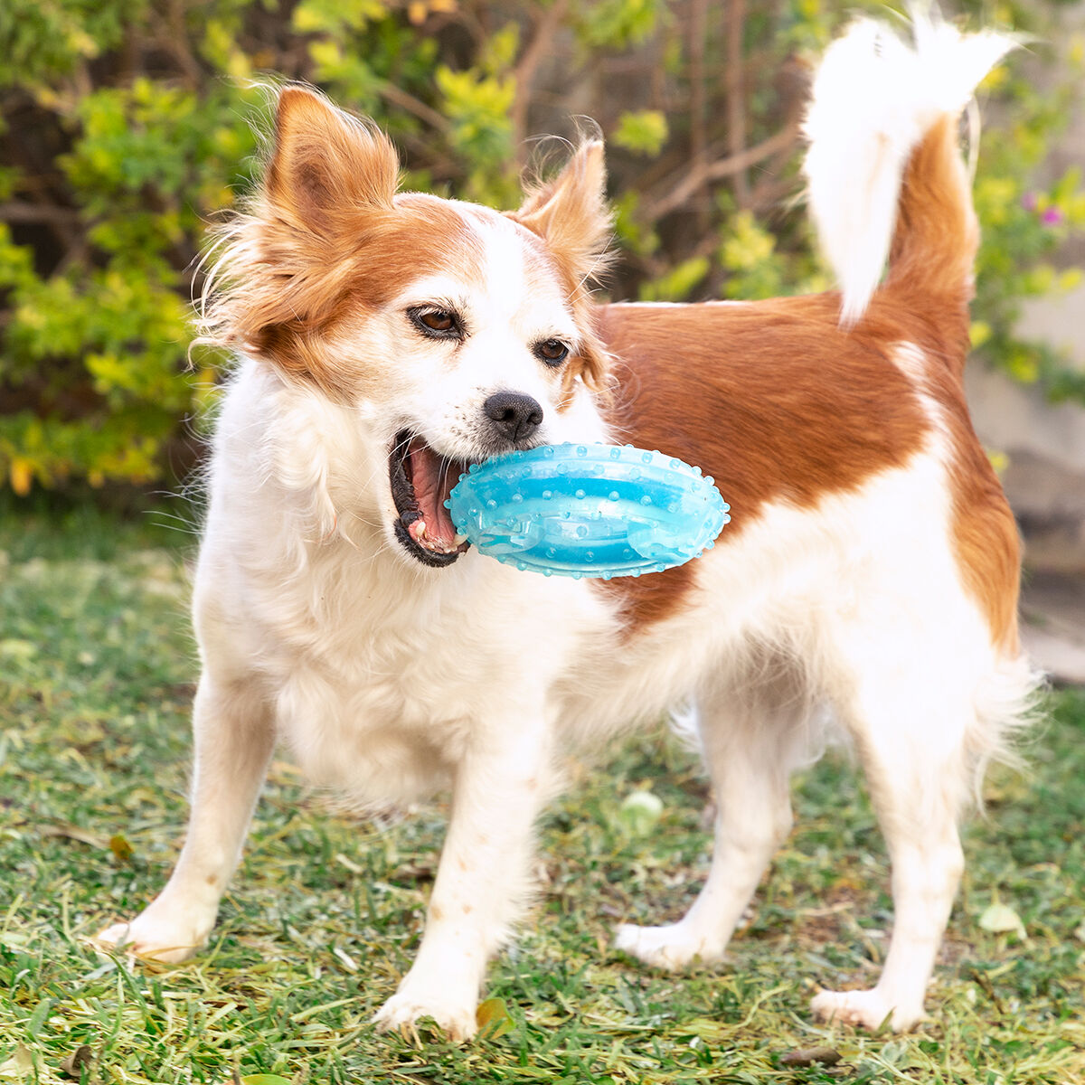 jouet-a-mordre-2-en-1-congelable-pour-animaux-de-compagnie-glubiz-innovagoods_507382 (3)