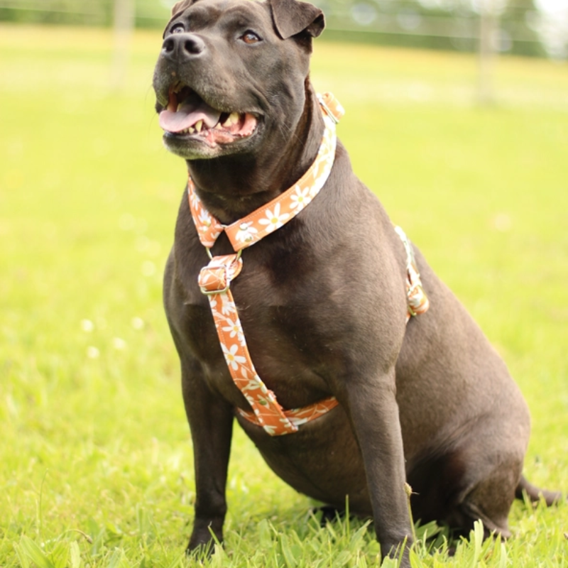 Harnais imperméable pour chien (1)