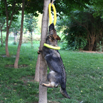 05-2019-volants-OligDog-pour-animaux-de-compagnie-anneau-d-entra-nement-extracteur-de-degr