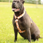 Harnais imperméable pour chien (1)