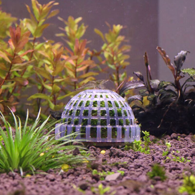 2Pcs Plantes D'aquarium,mousse Vivante Aquarium Naturelle,aquarium