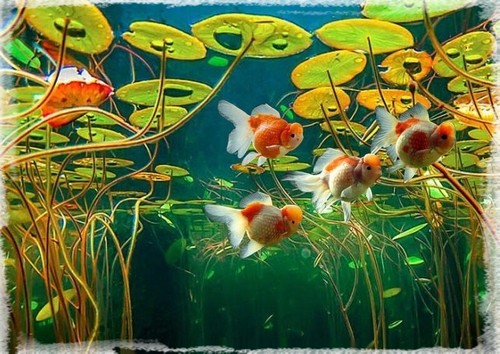 Plante Aquarium