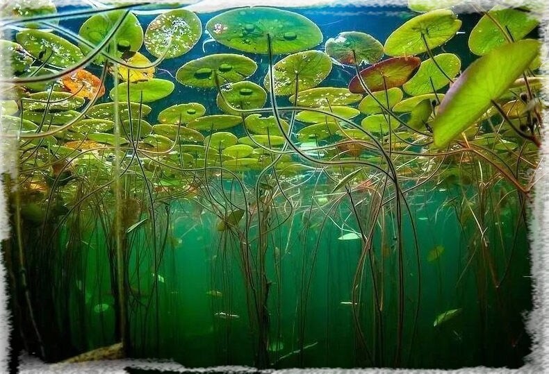 Plante d\'aquarium - Lotus