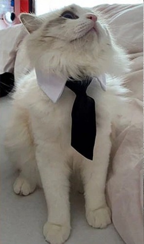 Cravate-pour-chien-Cravate-pour-chat-Vetement-pour-chien-Vetement-pour-chat