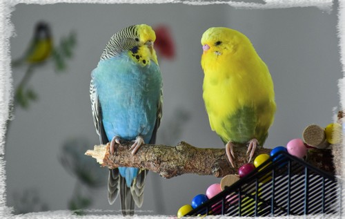 Les accessoires pour oiseaux - L'Oisillon - La Boutique Oiseaux