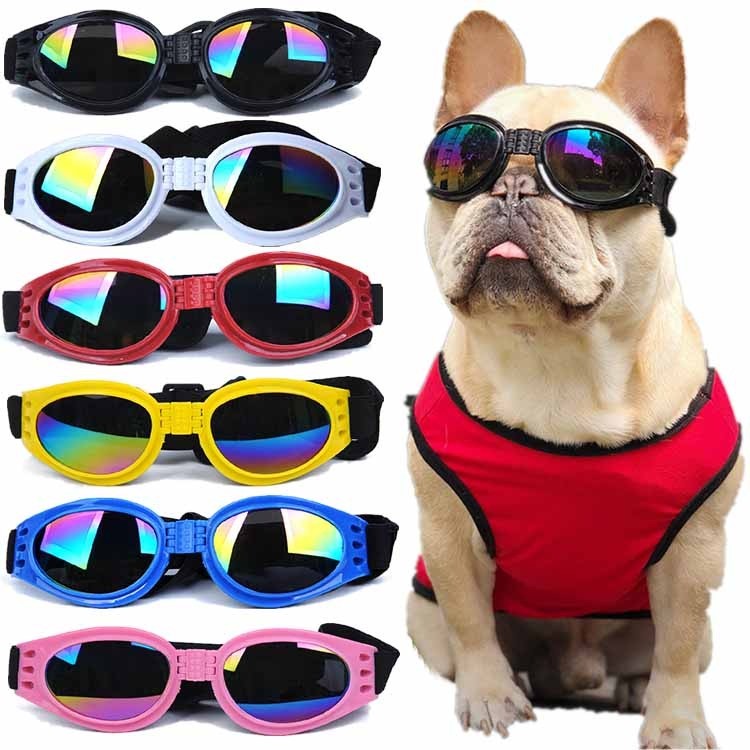 lunettes pour chien moto