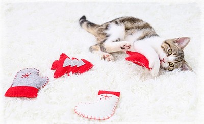 Boite cadeaux surprise de Noël pour chats - Petits Compagnons