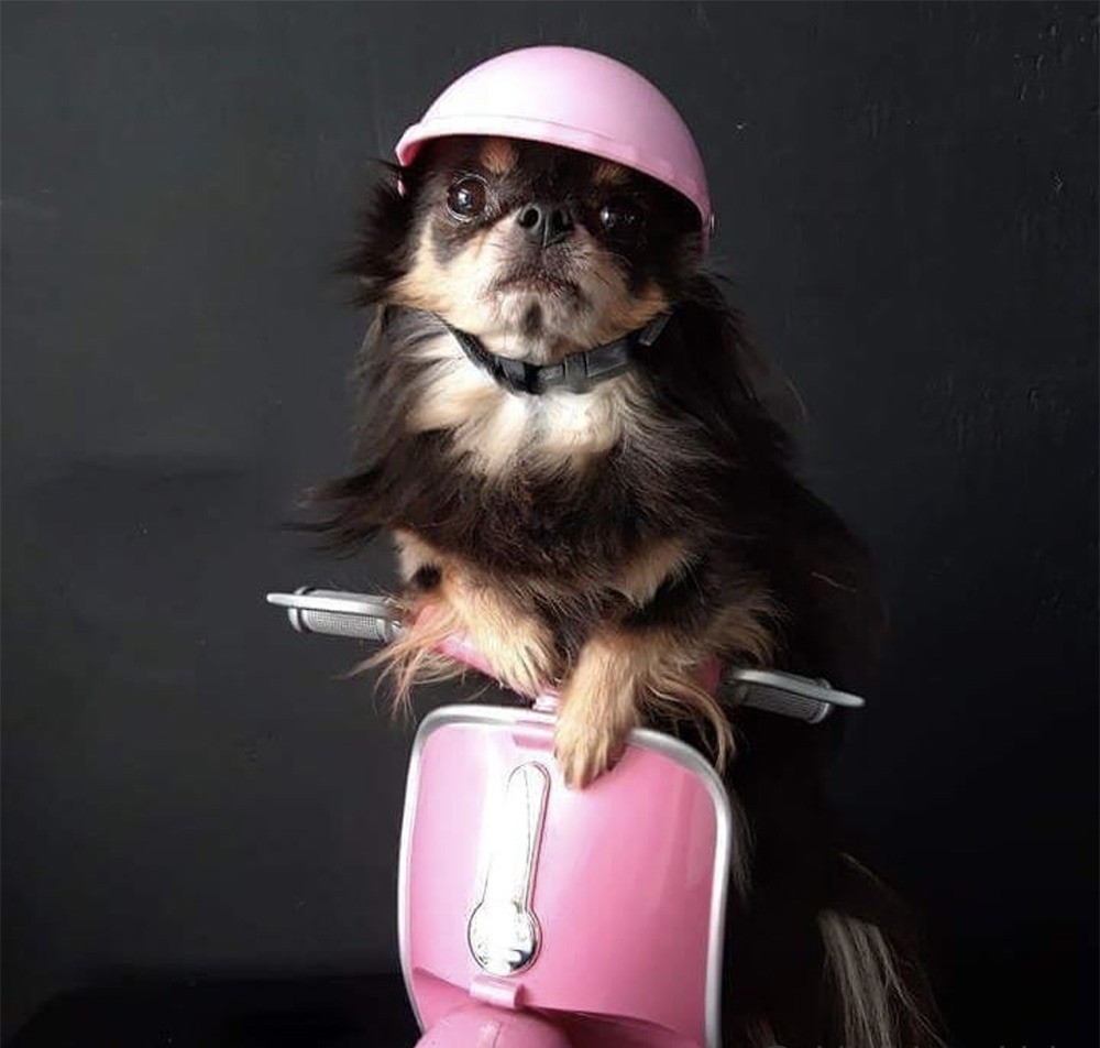 Casque-motard-pour chien-Accessoires-moto-pour-chiens-Lunettes-et-casque-moto-pour-chien-et-chat