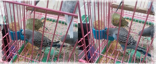Dww-baignoire Oiseaux Cage Mangeoire Multifonctionnelle - Distributeur  Automatique De Nourriture Pour Oiseaux Perroquets, Accessoires Pour Cages  Oise