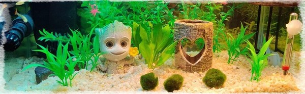 Arbre enfant bulleur pour aquarium - Petits Compagnons