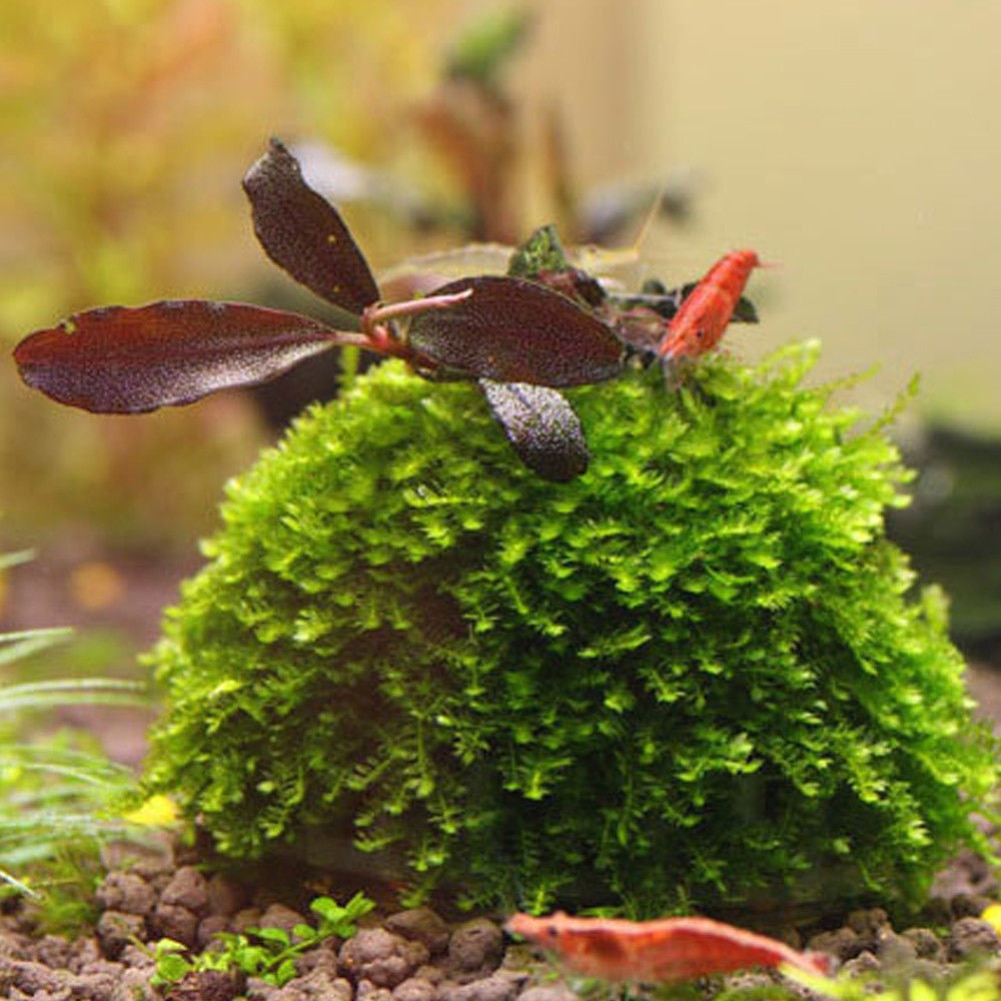 Dome-mousse-aquarium-Accessoires-aquarium-Decoration-aquarium