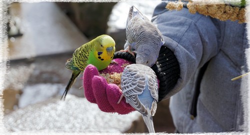 Millet pour perruches, Alimentation des perruches ondulées