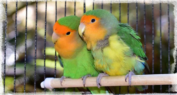 Nids Pour Cages À Oiseaux - Oiseau Hiver Chaud Nid D oiseau Maison
