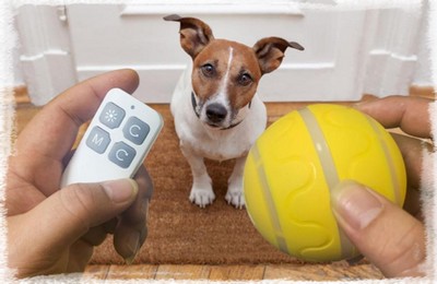 Balle Led USB avec télécommande pour chiens - Petits Compagnons