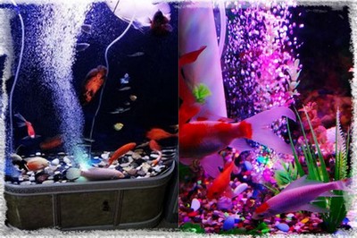 Contrôleur LED pour aquarium & terrarium - Petits Compagnons