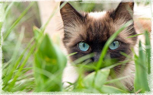 Les effets de la cataire sur votre chat : pourquoi votre chat a