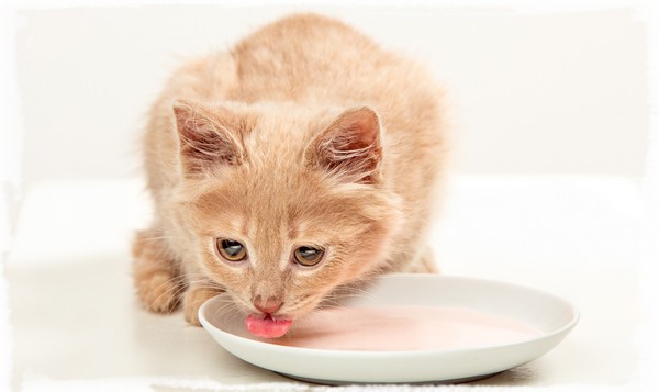 L'alimentation du chaton - La santé de mon chat